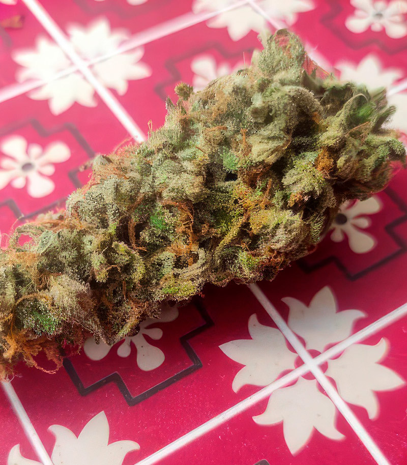 Also Know 47 Autoflower fem (Seedkeepers) семена конопли — изображение 8