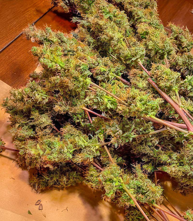 Also Know 47 Autoflower fem (Seedkeepers) семена конопли — изображение 6
