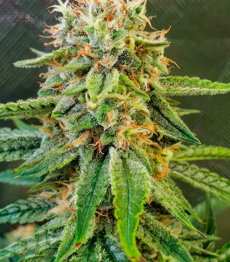 Also Know 47 Autoflower fem (Seedkeepers) семена конопли — изображение 4