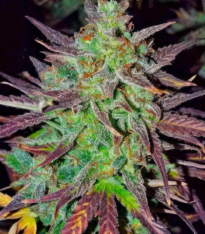 Blue Dream Autoflower fem (Seedkeepers) семена конопли — изображение 4