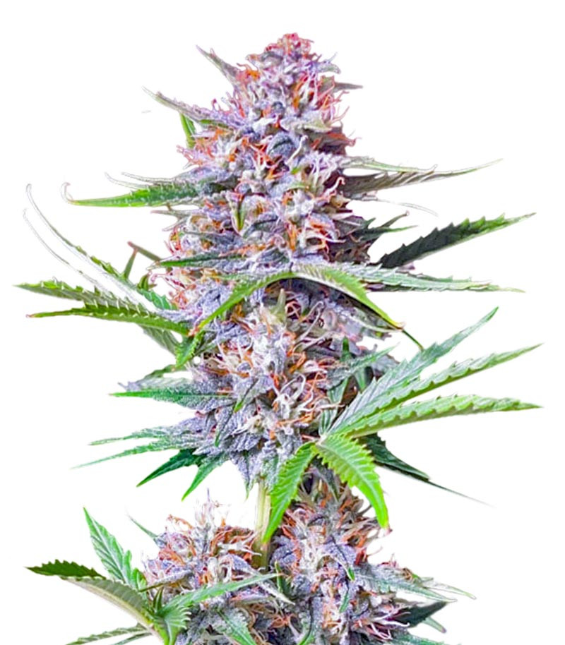 Bruce Banner Autoflower fem (Seedkeepers) семена конопли