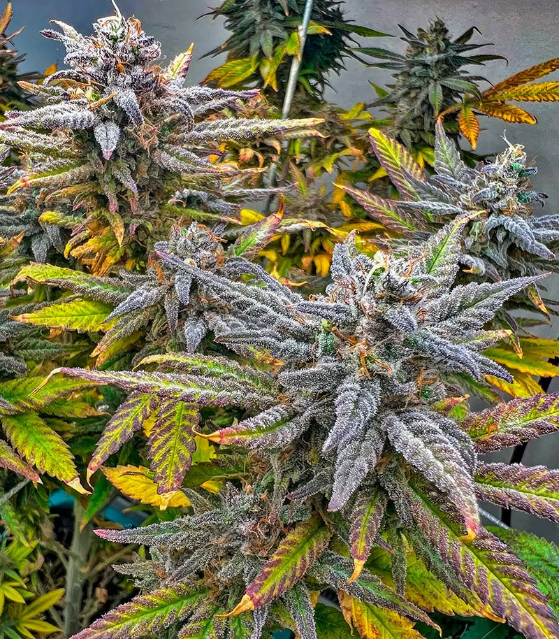 Jack Herer fem (Seedkeepers) семена конопли — изображение 3