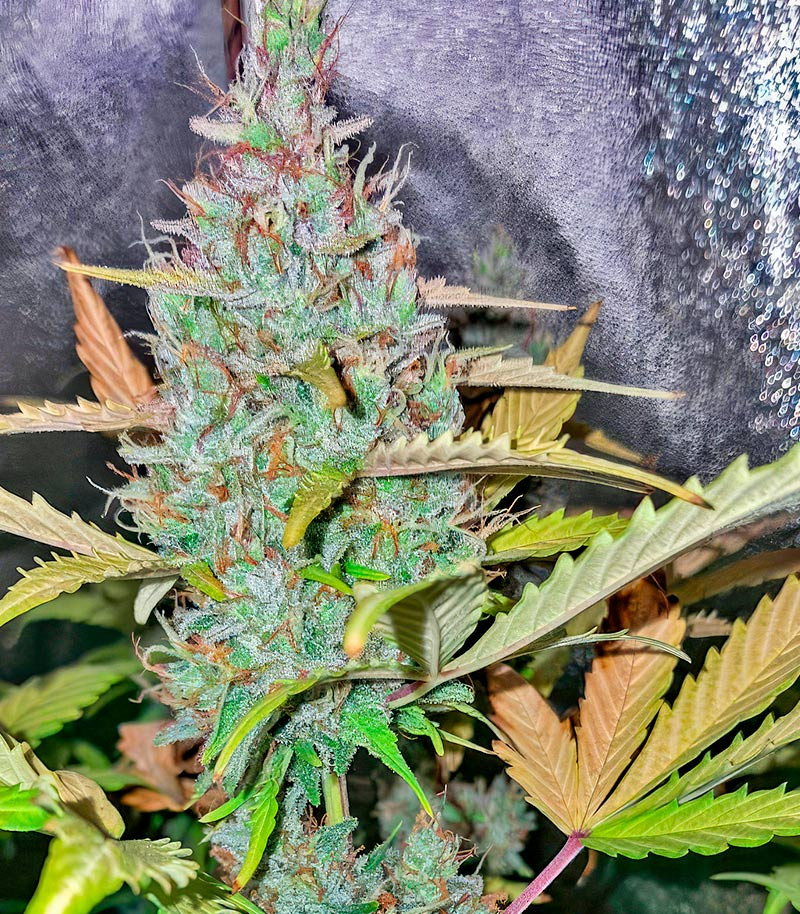Jack Herer fem (Seedkeepers) семена конопли — изображение 4