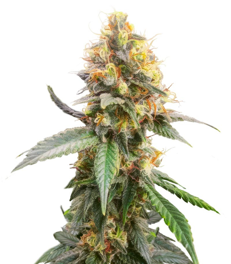 Jack Herer fem (Seedkeepers) семена конопли
