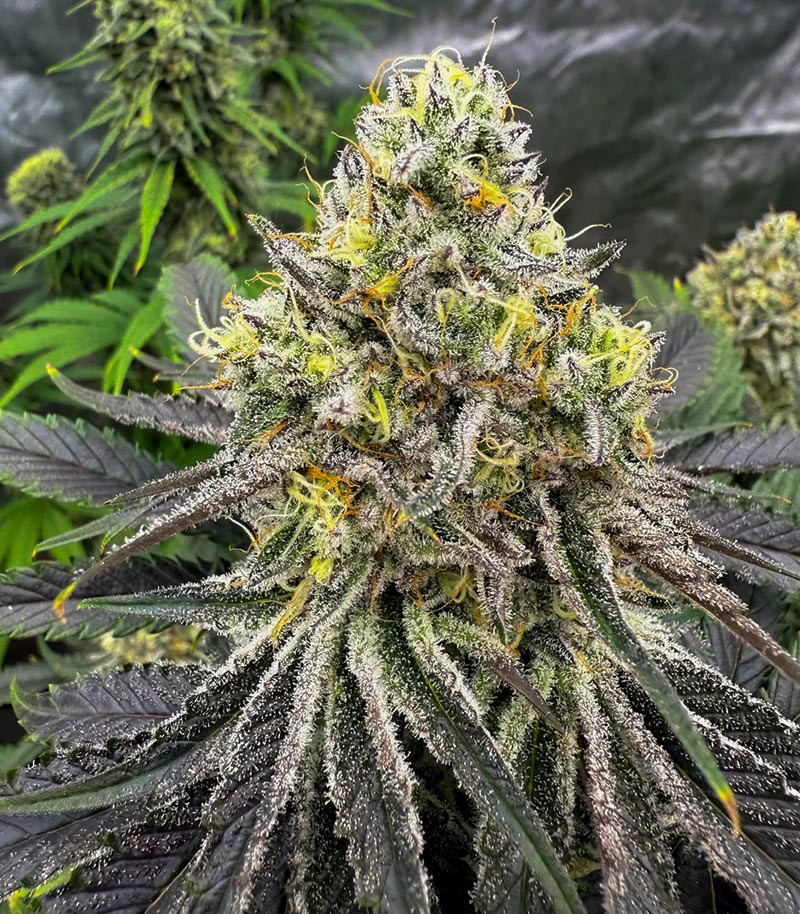 Purple Punch F1 fem (Seedkeepers) семена конопли — изображение 3