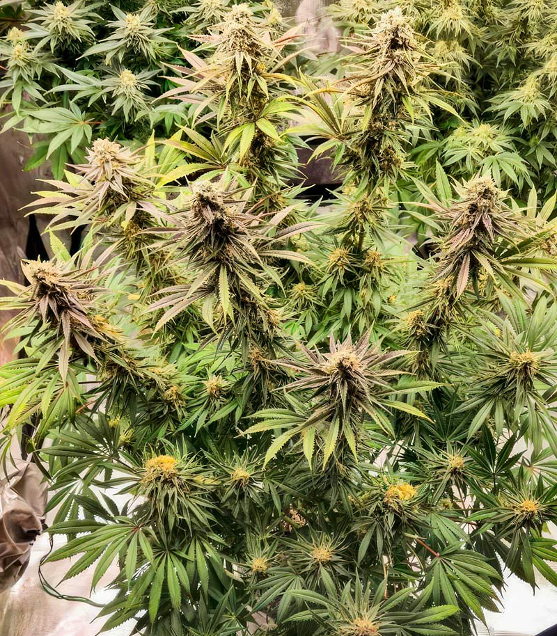 Purple Punch F1 fem (Seedkeepers) семена конопли — изображение 5