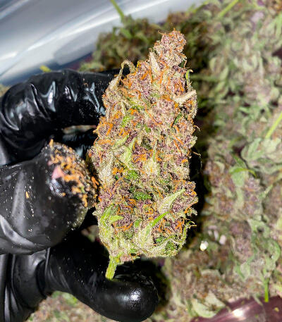 Purple Punch F1 fem (Seedkeepers) семена конопли — изображение 6