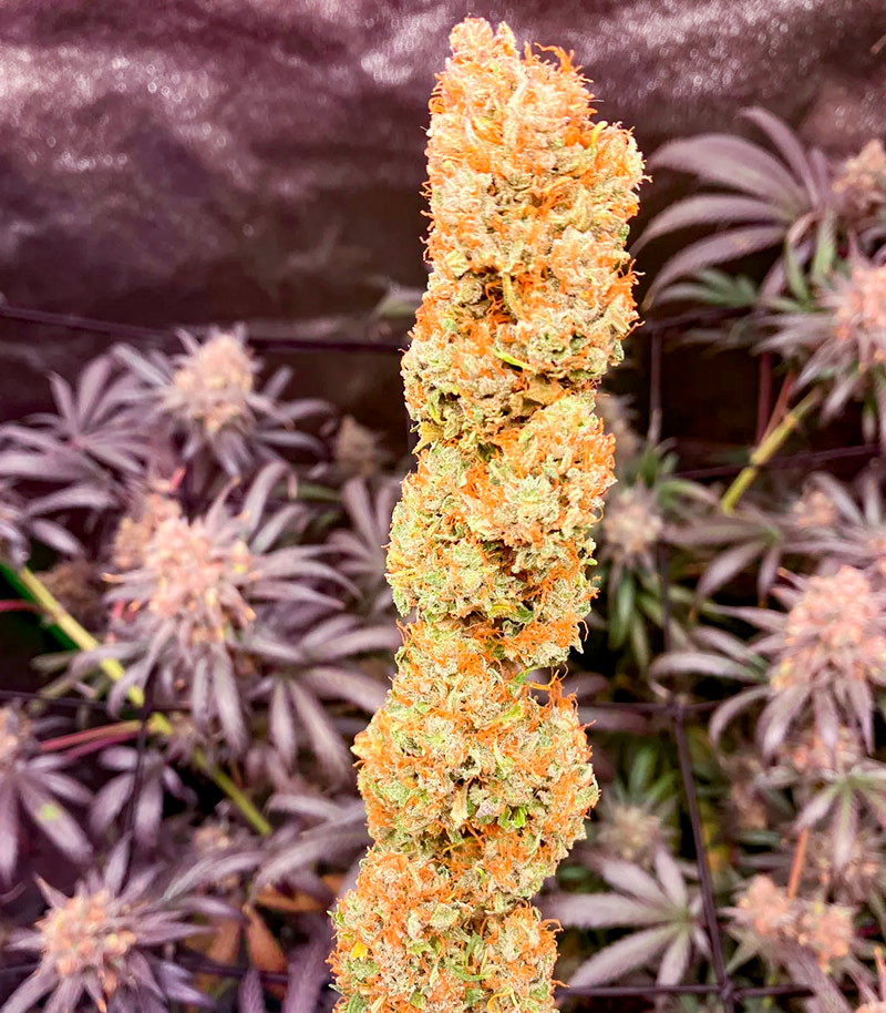 Sour Diesel Autoflower fem (Seedkeepers) семена конопли — изображение 3