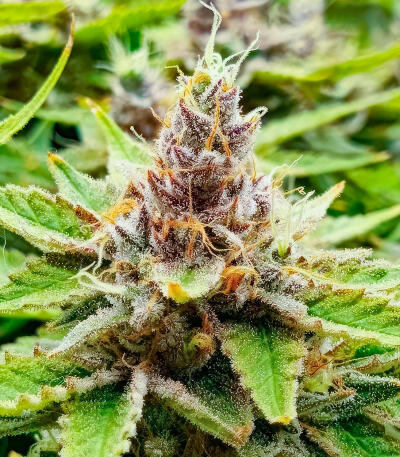 Sour Diesel x OG Kush fem (Seedkeepers) семена конопли — изображение 3