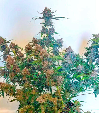 Frostbanger Auto F4 fem (FastBuds) семена конопли — изображение 6