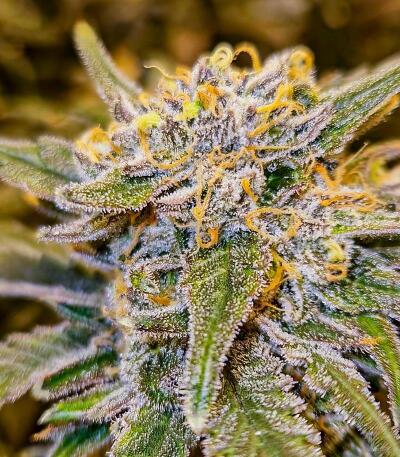 Gorilla 4 Autoflower fem (Easy Grow Seeds) семена конопли — изображение 3