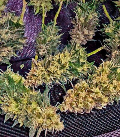 Gorilla 4 Autoflower fem (Easy Grow Seeds) семена конопли — изображение 5