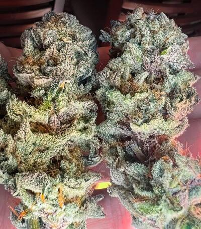 Gorilla 4 Autoflower fem (Easy Grow Seeds) семена конопли — изображение 6