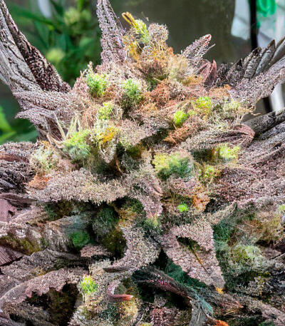 Guava Auto RF3 fem (FastBuds) семена конопли — изображение 4