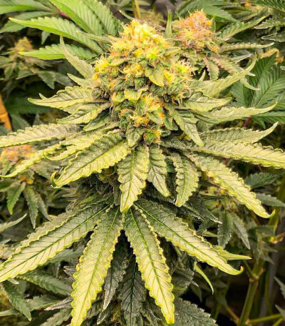 Watermelon Zkittlez Fast Version fem (Easy Grow Seeds) семена конопли — изображение 4