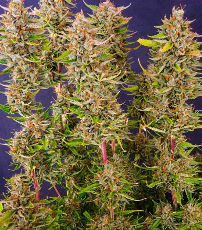 Keep Frosted Guava Autoflower fem (Seedkeepers) семена конопли — изображение 3