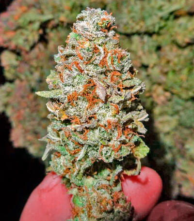 Keep Frosted Guava Autoflower fem (Seedkeepers) семена конопли — изображение 4