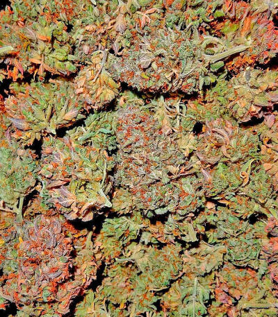 Keep Frosted Guava Autoflower fem (Seedkeepers) семена конопли — изображение 5