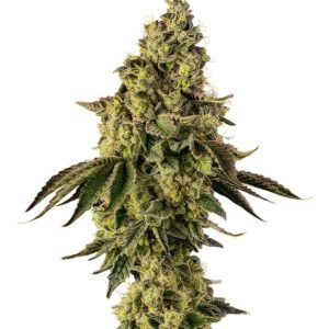 Peach Cake by Cookies fem (Silent Seeds) семена конопли