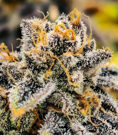 Sugar Rock by Cookies fem (Silent Seeds) семена конопли — изображение 4
