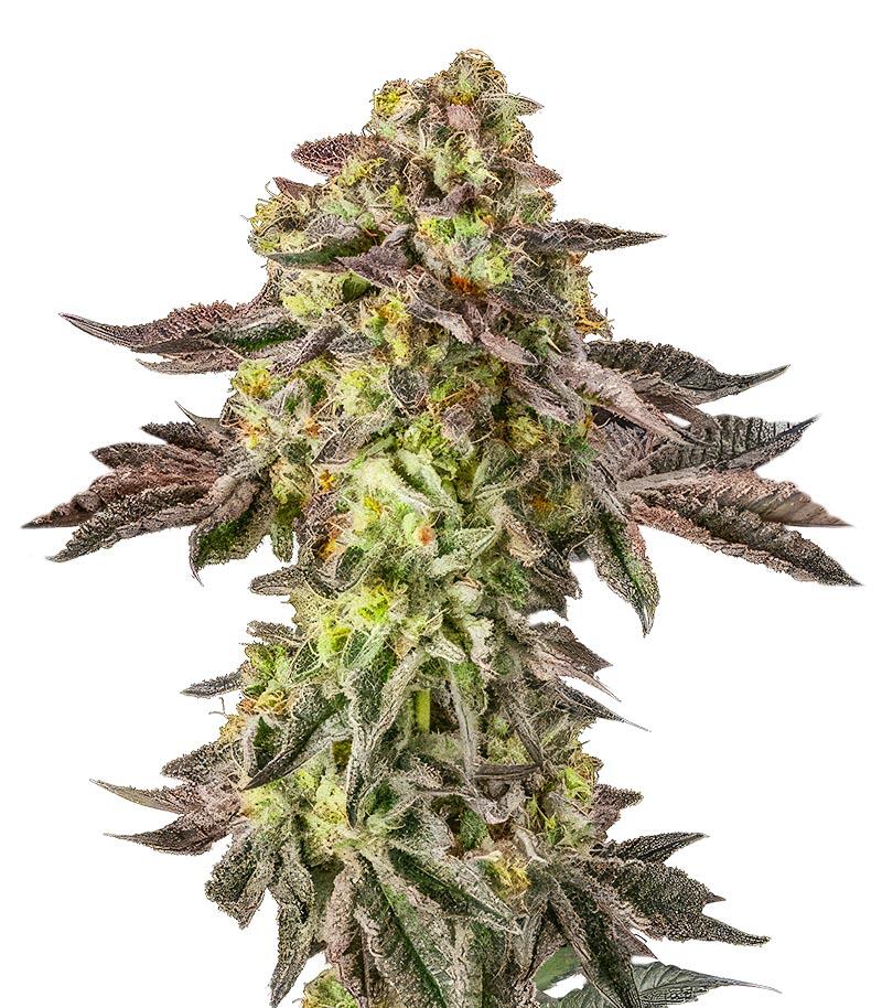 Sugar Rock by Cookies fem (Silent Seeds) семена конопли